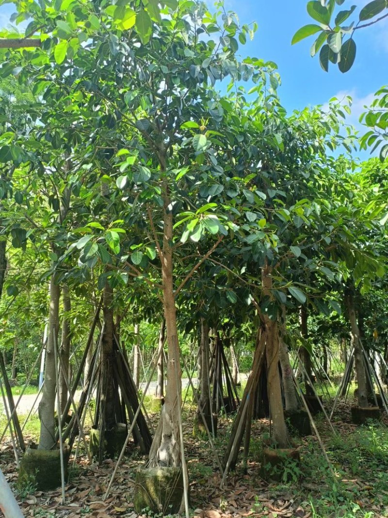 高出榕