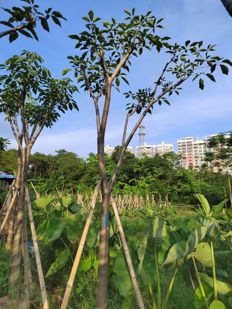 洋红风铃木