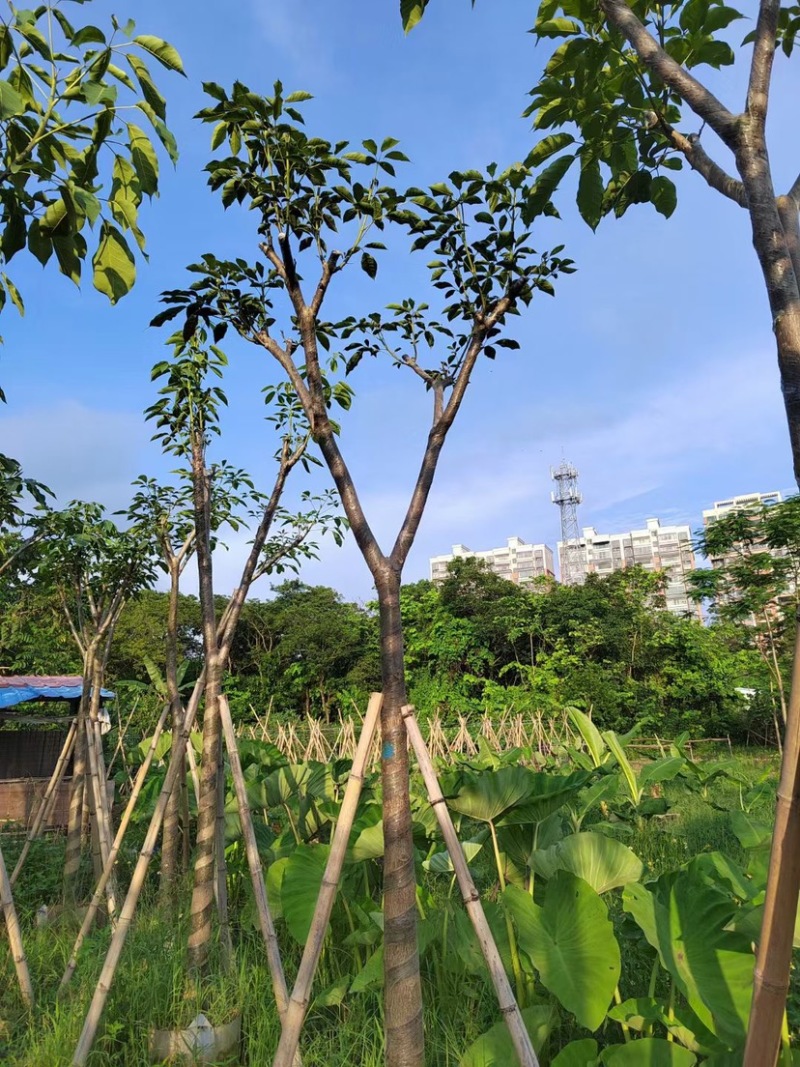 洋红风铃木