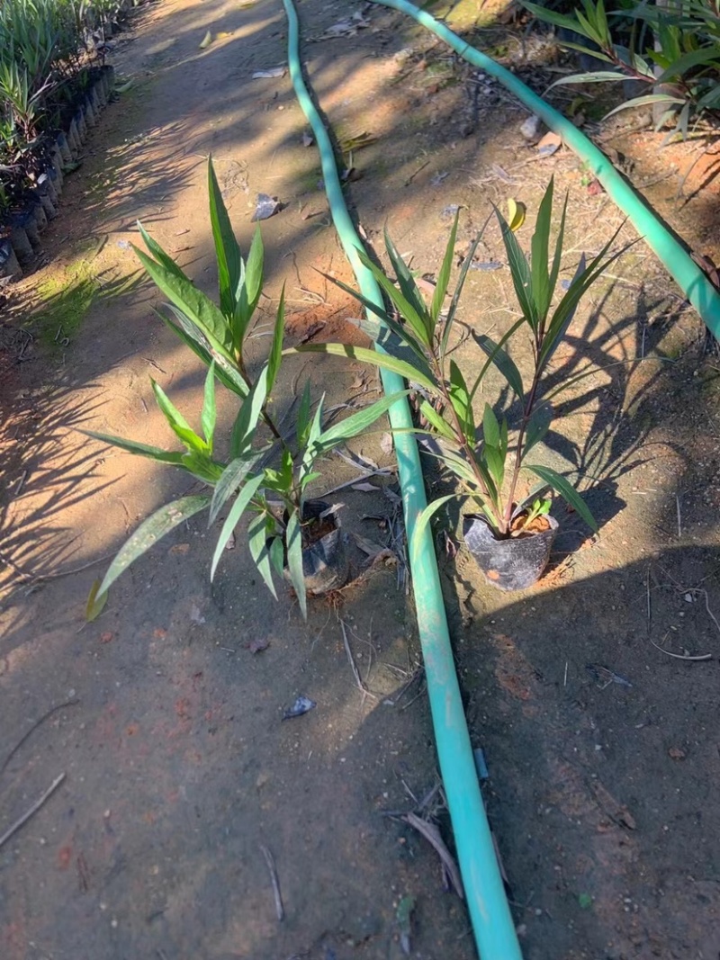 翠芦莉
