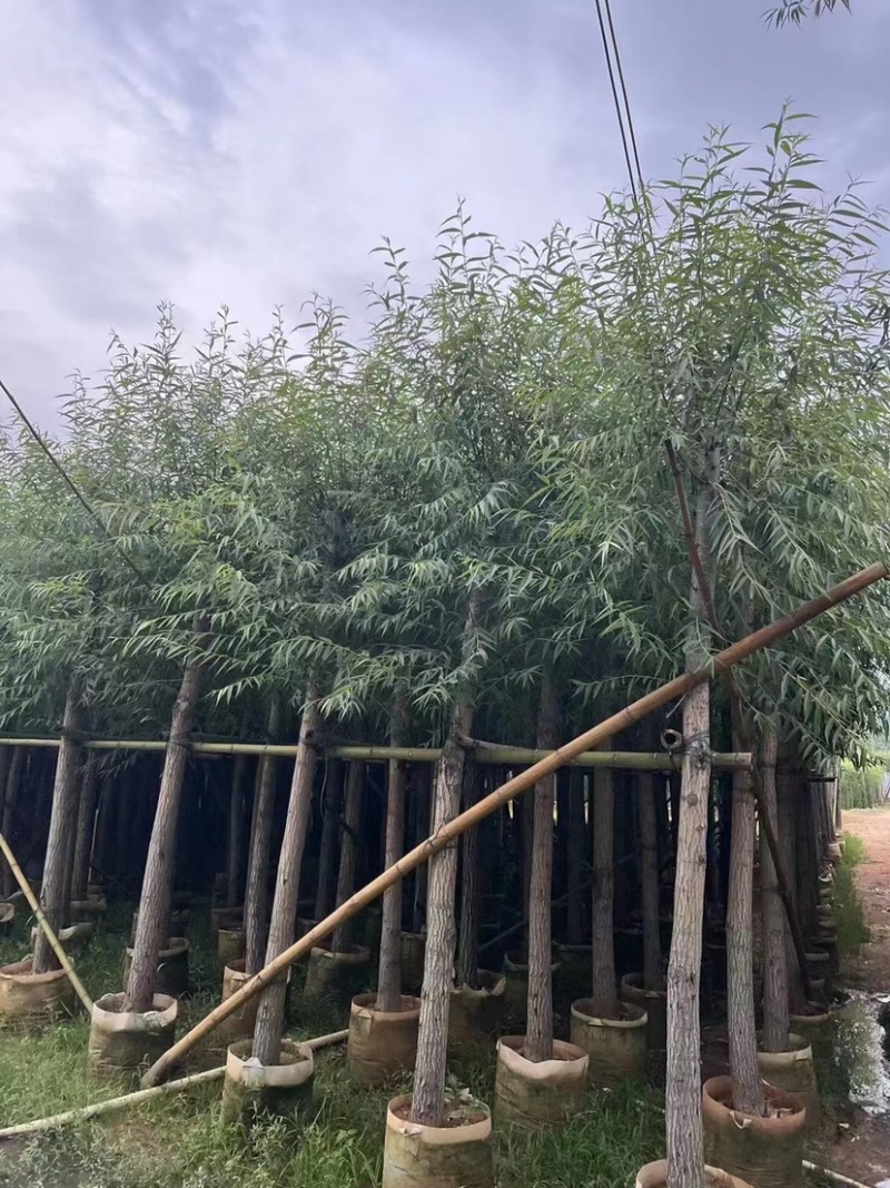 垂柳