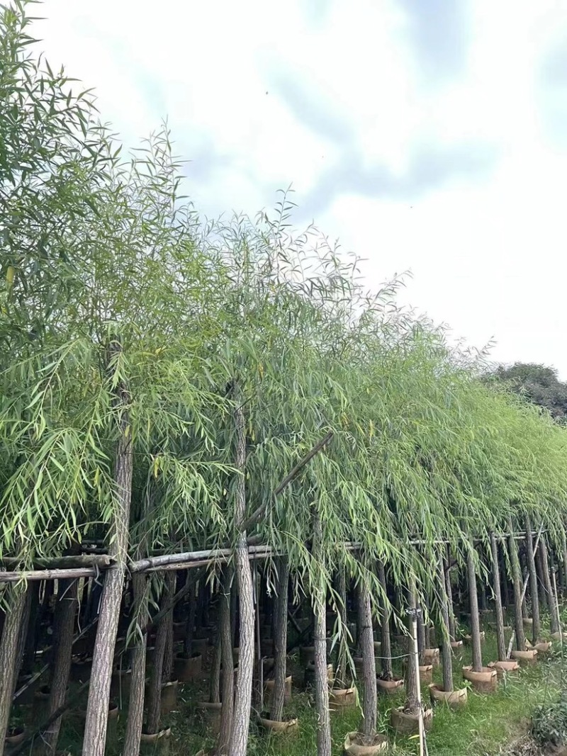 垂柳