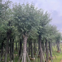 柳树