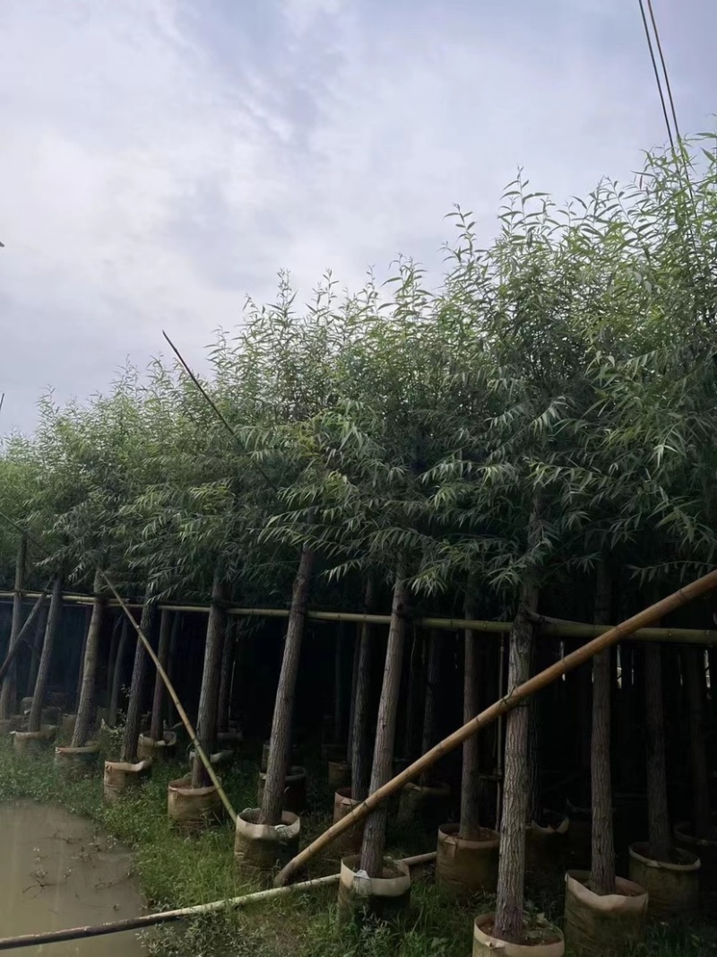 柳树