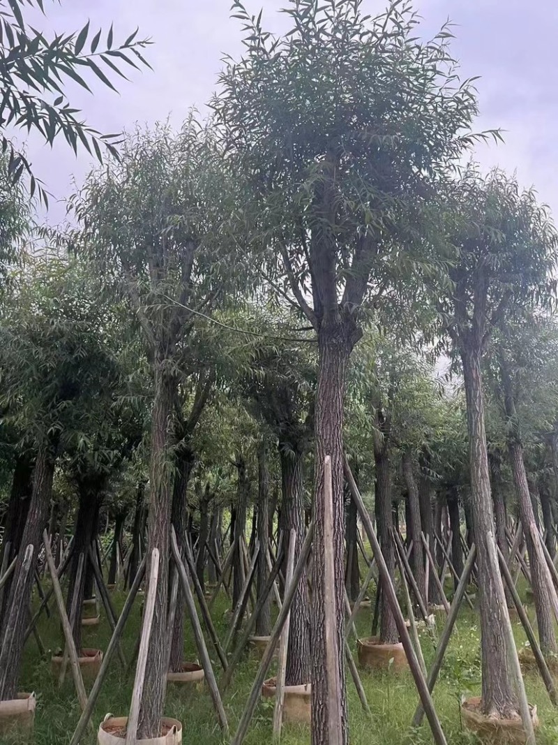柳树