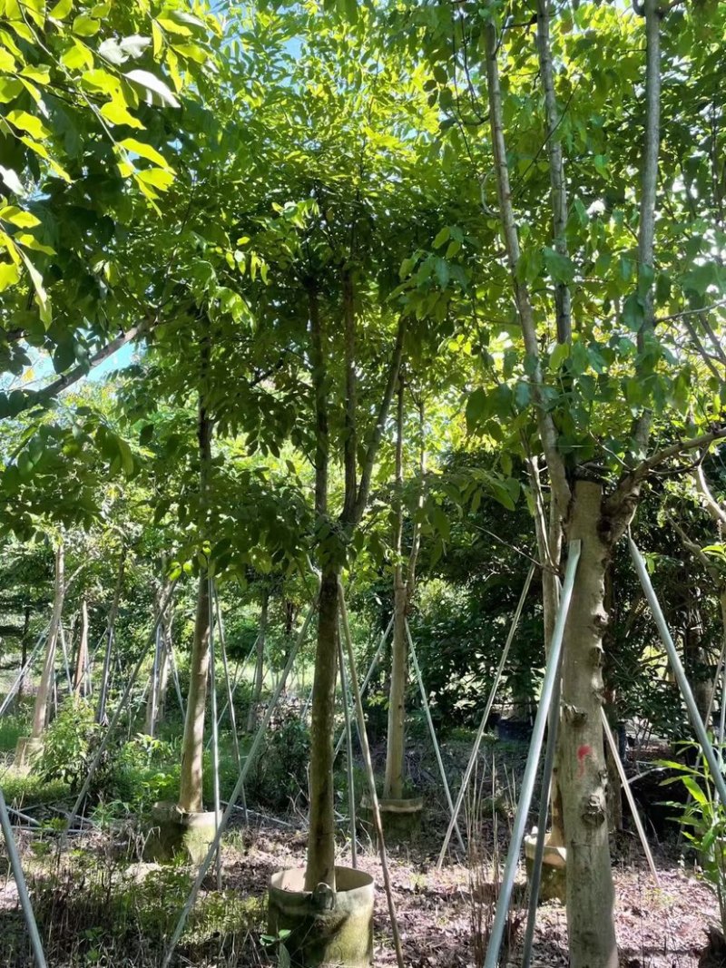 腊肠树