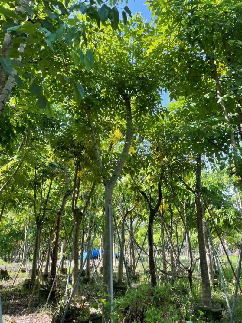 腊肠树