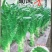 莴笋种子蜀凤香高品质四季绿色大尖叶耐热2＿8月种脆香