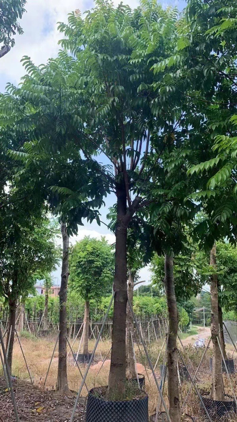 仁面子