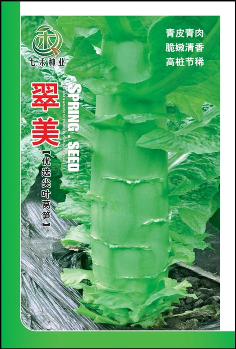 莴笋种子蜀凤香高品质四季绿色大尖叶耐热2＿8月种脆香