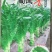 莴笋种子蜀凤香高品质四季绿色大尖叶耐热2＿8月种脆香
