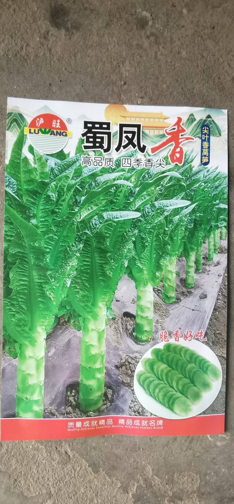 莴笋种子蜀凤香高品质四季绿色大尖叶耐热2＿8月种脆香