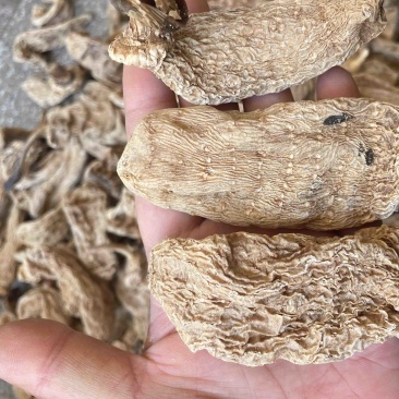 野生天麻纯野生货、保证正品稳定供货一手货源