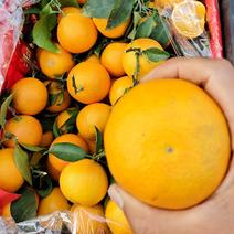 爱媛38果冻橙大量现货比产地还便宜。质量有