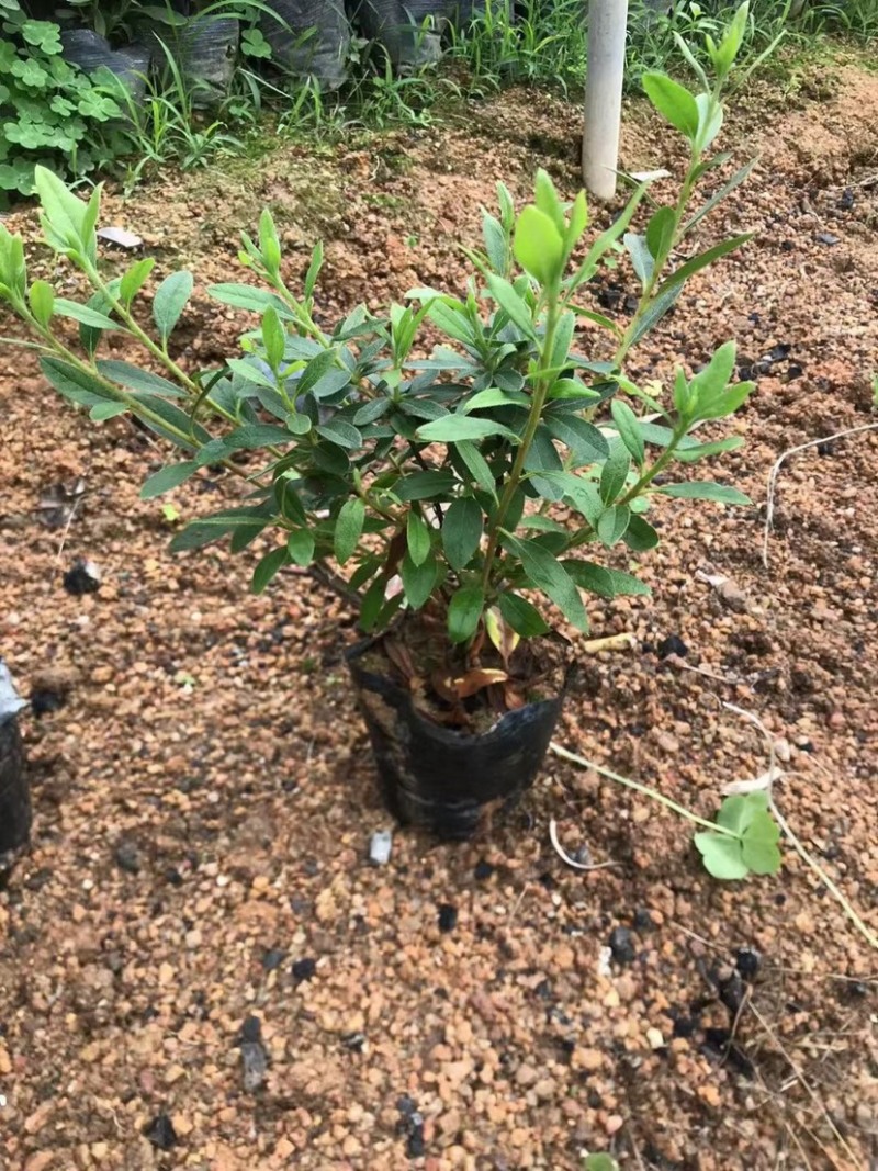 毛杜鹃