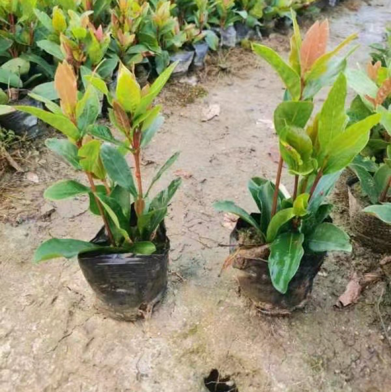 龙船花