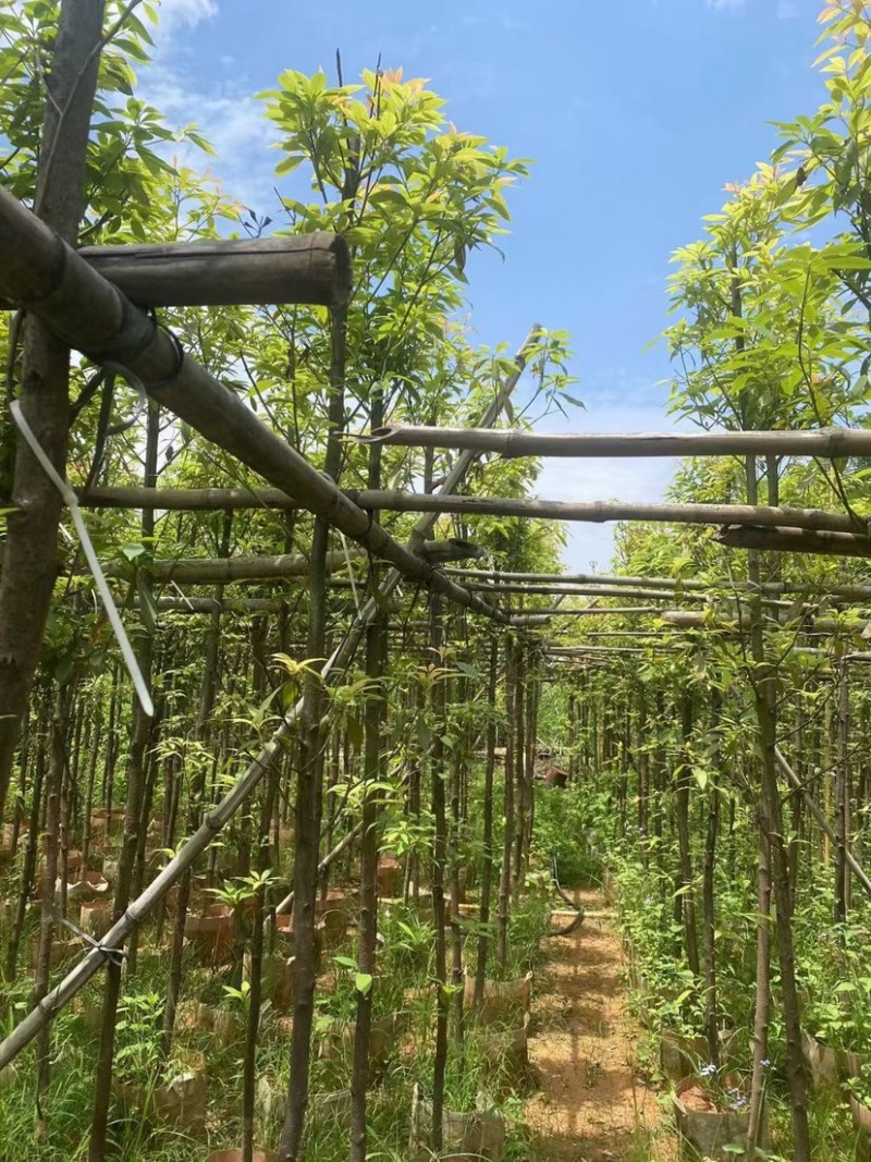 金丝楠木