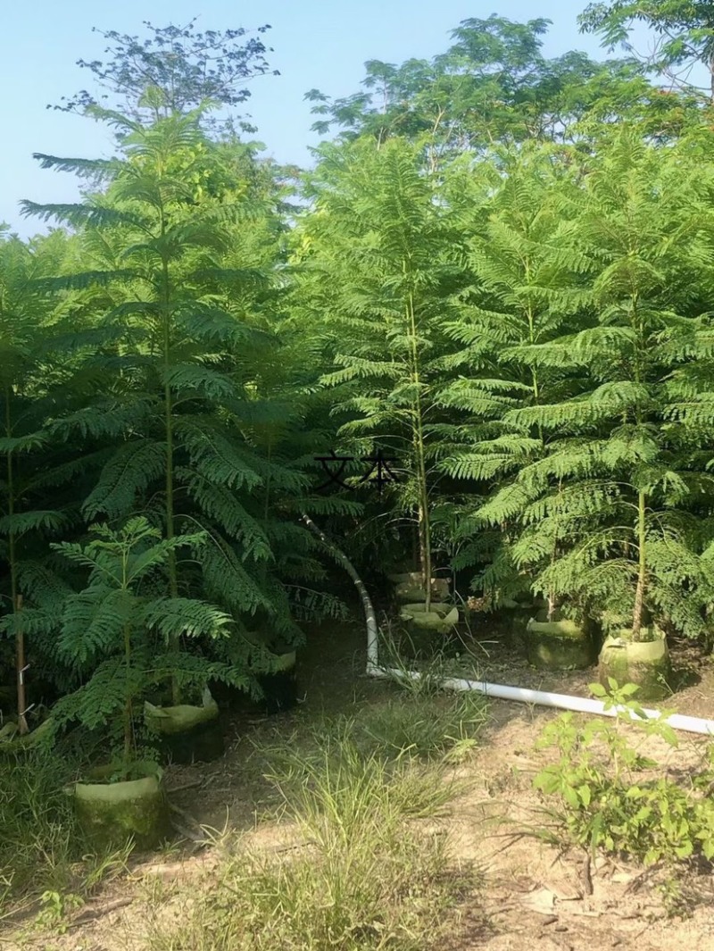 蓝花楹