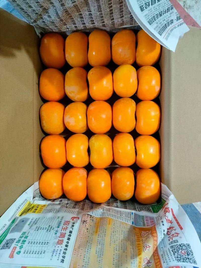 红脆柿子广西桂林原产地水果柿子红柿子恭城柿子果子