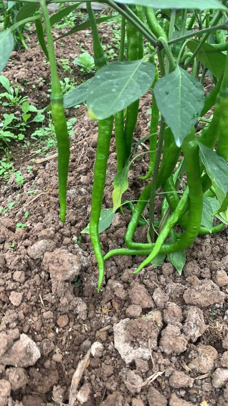 新鲜自家种植二荆条鲜辣椒！大量长期供货，保证质量，欢迎电