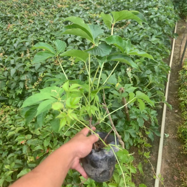 爬墙虎
