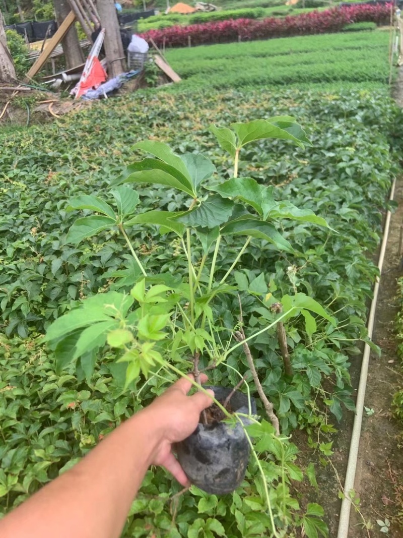 爬墙虎