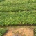 爬山虎