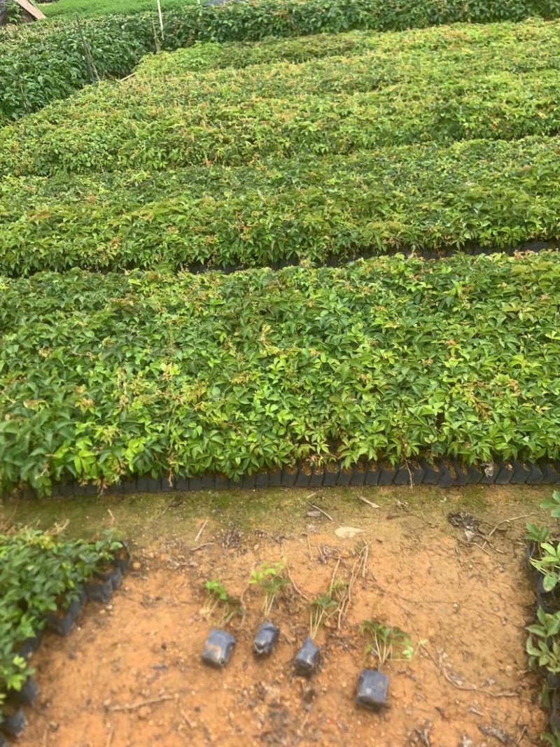 爬山虎