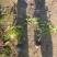 爬山虎