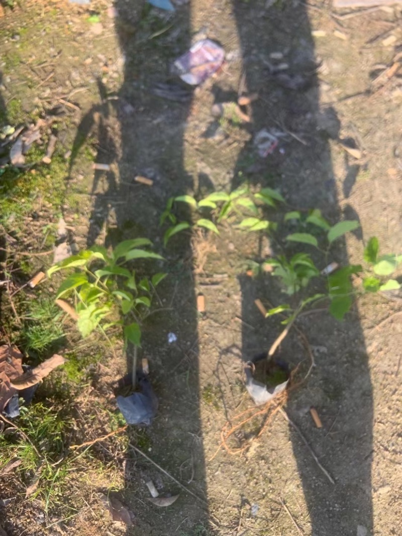 爬山虎