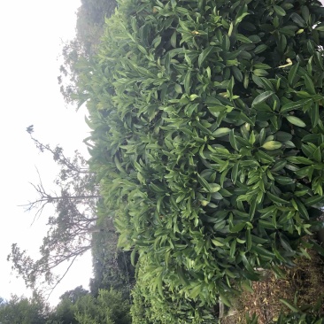非洲茉莉球