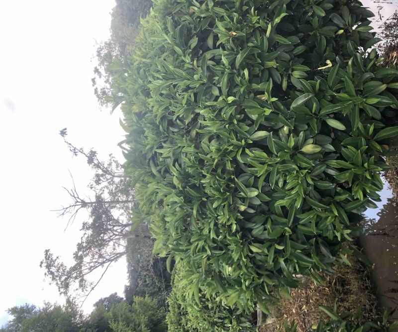 非洲茉莉球