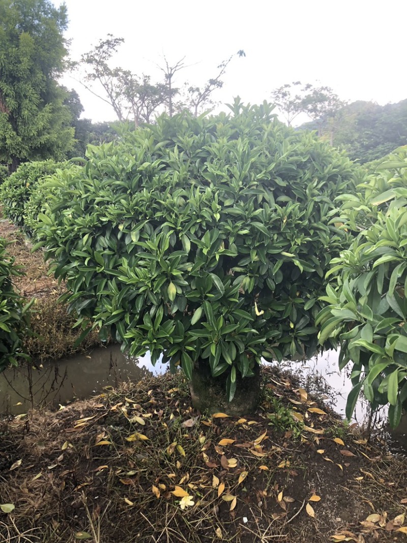非洲茉莉球