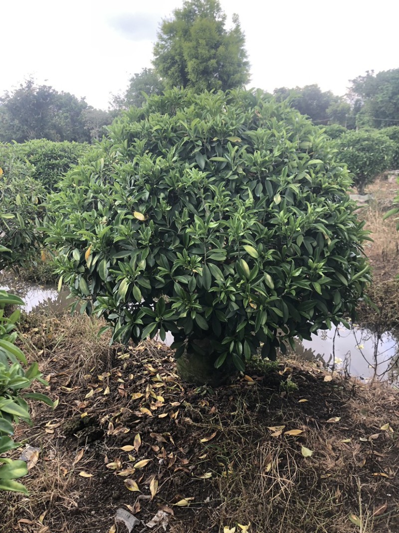 非洲茉莉球