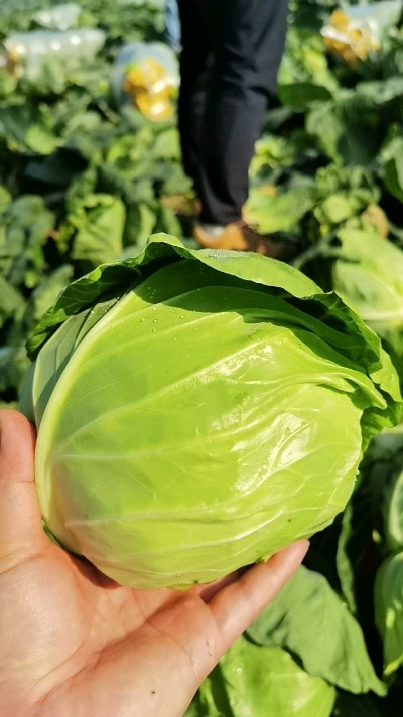 圆包菜甘蓝对接全国电商市场社区团购保证质量一手货源