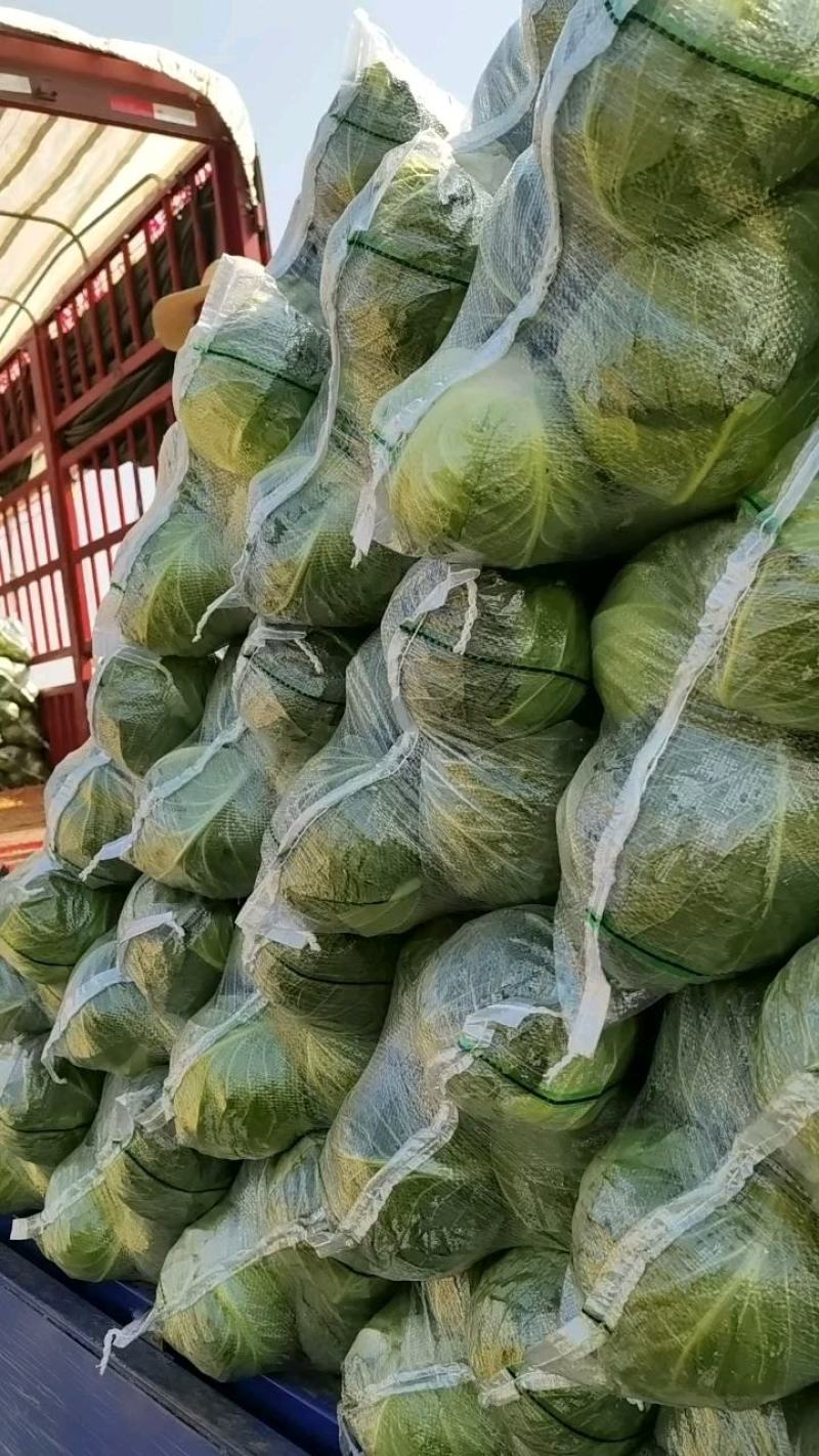 圆包菜甘蓝对接全国电商市场社区团购保证质量一手货源