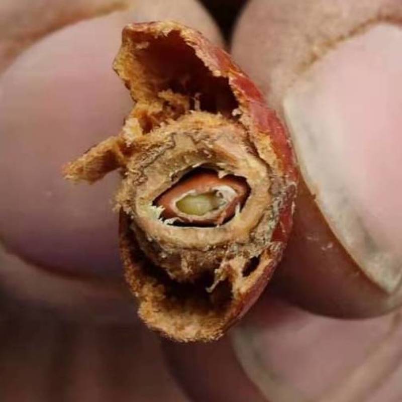 晋酸3号高产药用双仁酸枣苗野生山枣苗南北方种植盆地栽当年