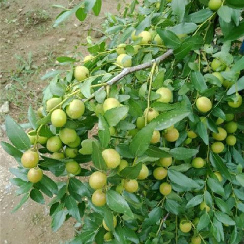 晋酸3号高产药用双仁酸枣苗野生山枣苗南北方种植盆地栽当年