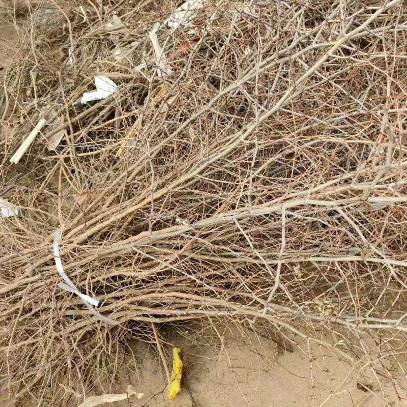 晋酸3号高产药用双仁酸枣苗野生山枣苗南北方种植盆地栽当年