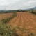 山东正宗烟薯25烤红薯烤地瓜产地直发软糯香甜流蜜糖化社区