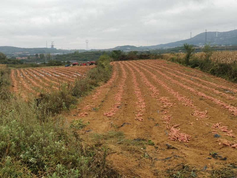 山东正宗烟薯25烤红薯烤地瓜产地直发软糯香甜流蜜糖化社区