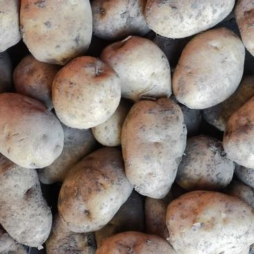 自己种的土豆，价格实惠，吉林省扶余市