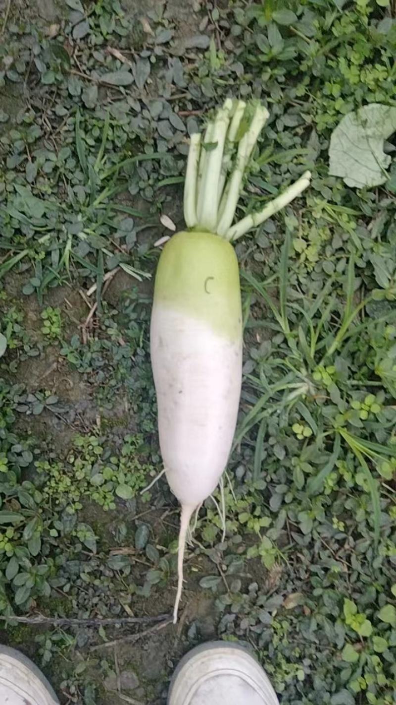 青头萝卜