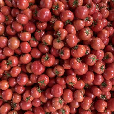 海阳普罗旺斯西红柿落地配社区团购礼盒箱产地直供质优价廉