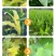 志信高铁木质素螯合铁肥营养叶面肥快速补铁预防黄叶
