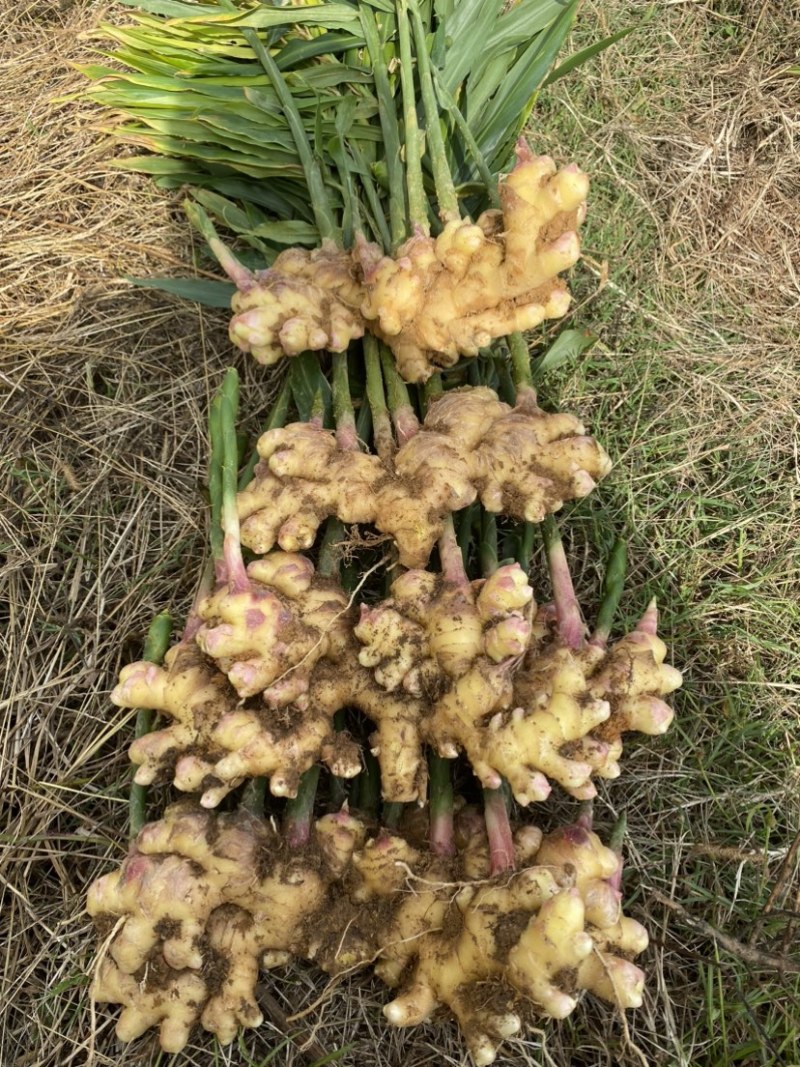 小黄姜优质云南高原黄姜耐储存味道可口