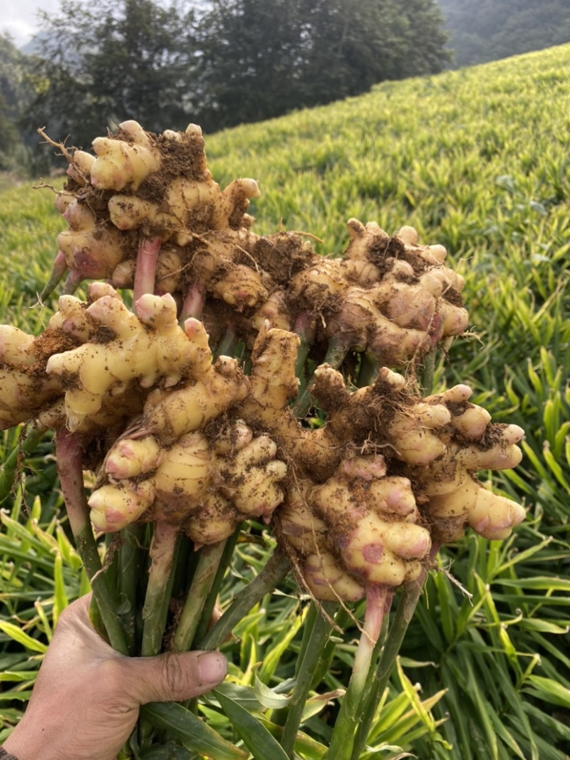小黄姜优质云南高原黄姜耐储存味道可口