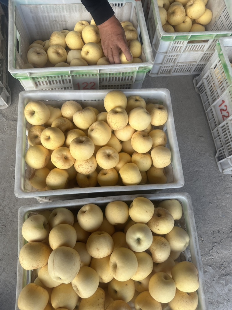 山东烟台维纳斯苹果烟台苹果维纳斯黄金苹果整车发货