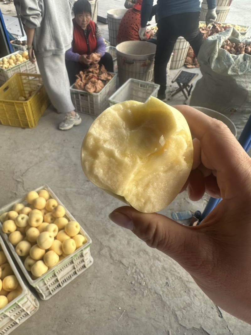 山东烟台维纳斯苹果烟台苹果维纳斯黄金苹果整车发货