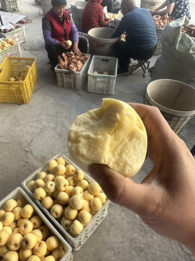山东烟台维纳斯苹果烟台苹果维纳斯黄金苹果整车发货